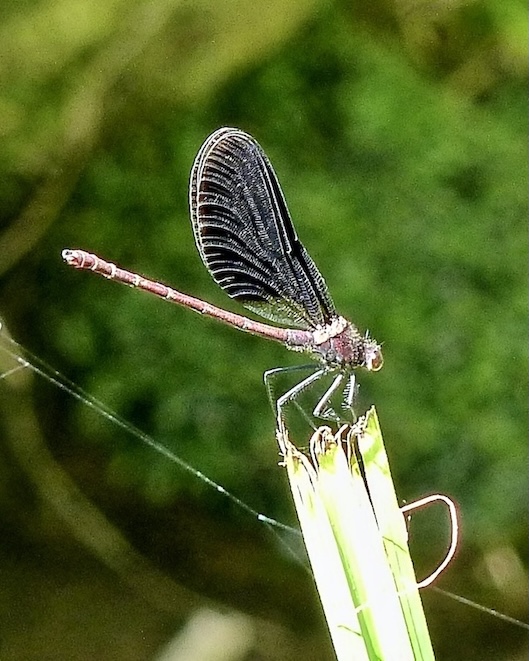 copper demoiselle